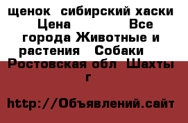 щенок  сибирский хаски › Цена ­ 12 000 - Все города Животные и растения » Собаки   . Ростовская обл.,Шахты г.